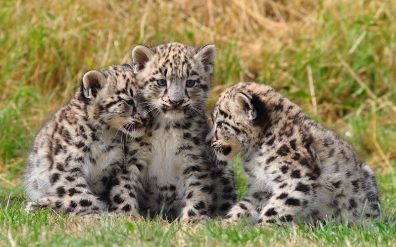 فيديو خمن من الذي أتى لإنقاذ صغار الفهد من موت محقق؟